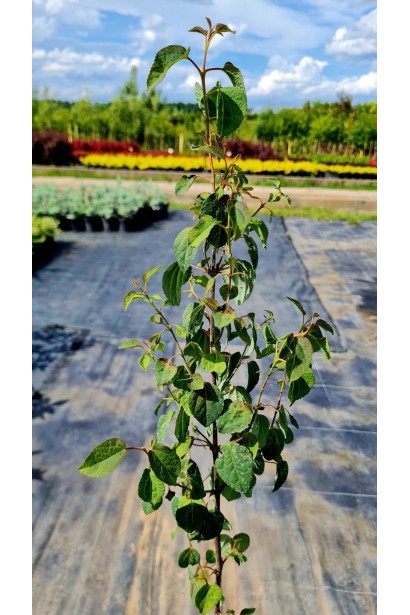 Багрянник японский - 3л/вис.80-100см/Ø20-30см